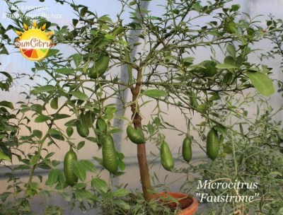 Faustrime8 - 